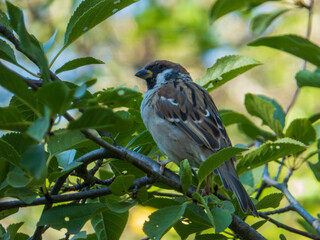 A Male House Sparrow Perched on a Branch.