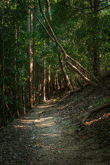 木漏れ日の中を通る登山道