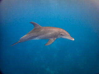 Wild dolphin swim peacefully near the surface in warm clear tropical waters