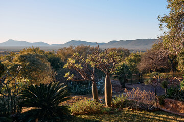 Pachypodium, a genus of succulent spine-bearing trees and shrubs, native to Madagascar and Africa. These striking plants feature thick stems and spiny branches, thriving in arid environments