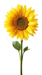 Obraz premium Ultra quality image of beautiful yellow sunflower flower isolated on white background, top view.