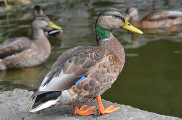 Closeup wild duck mallard female staning on the rock near the water of a pond .Fauna ,nature, water birds, mallards ,wildlife protection.