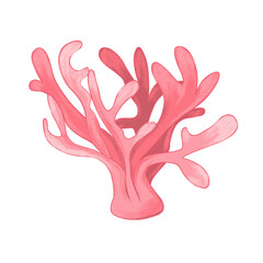 Obraz premium seaweeds