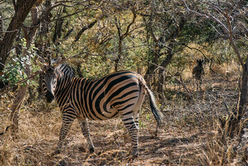 Zebra spotted during a safari game drive in Marakele National Park, Limpopo province, South Africa. The black and white stripes of this iconic African animal stand out against the natural savanna