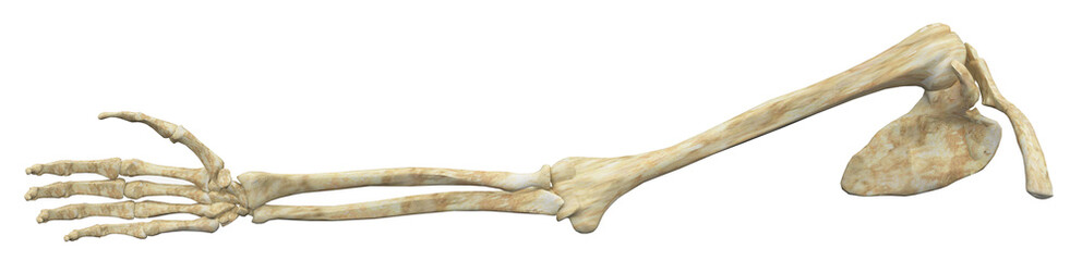 Armknochen rechts, Freisteller