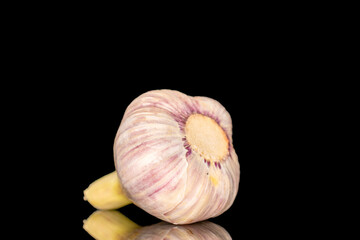 Head of young garlic isolated on black background, close-up.