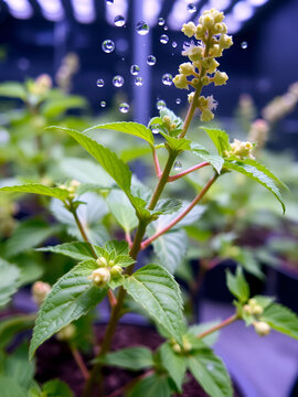 Plant hormone - Brassinosteroids - Brassinolide spacefill