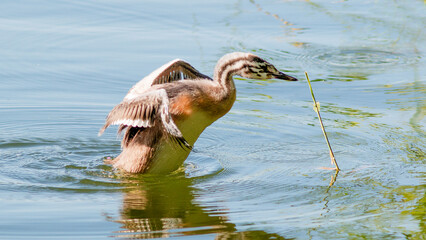 great crested grebe