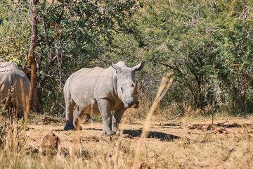 Obraz premium The white rhinoceros (Ceratotherium simum), also called the square-lipped rhino, seen during a safari game drive in Limpopo province, South Africa. It's the largest living rhinoceros species.