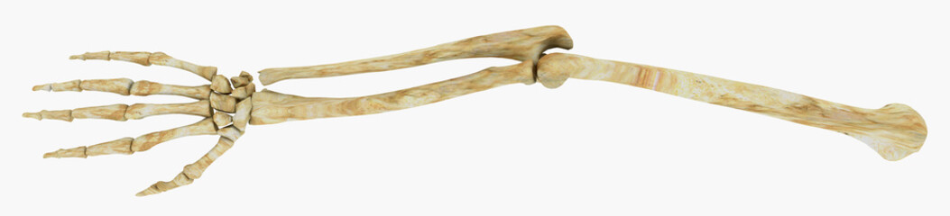 Armknochen, Freisteller