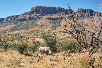 The white rhinoceros (Ceratotherium simum), also called the square-lipped rhino, seen during a safari game drive in Limpopo province, South Africa. It's the largest living rhinoceros species.