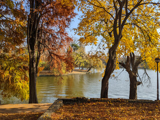 Red and yellow autumnal trees in fall, over lake Herăstrău in Bucharest, Romania