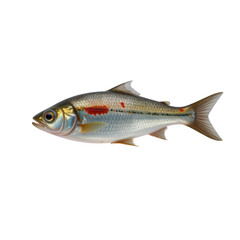 Obraz premium Brightly Colored Freshwater Fish with Distinctive Patterns and Fins