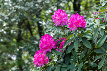 Obraz premium Beautiful blooming pink rhododendron flowers in spring forest park.