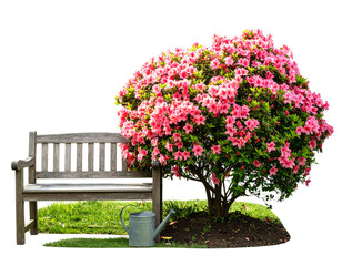 Neatly Pruned Azalea Bush with Spring Garden D&eacute;cor
