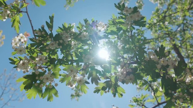 Branch of a blossoming hawthorn tree, covered with white flowers, buds, and green leaves, sways in the wind against a blue sky on a bright sunny day, in backlit by the sun with glare from the lens