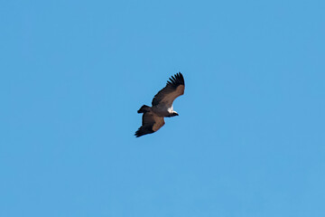 White-backed vulture soaring over a clear blue sky in Limpopo province, South Africa. This critically endangered bird spreads its wings wide, showcasing its impressive size and grace.