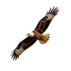 Brown Eagle in Flight Against a Clear Blue Sky with Outstretched Wings