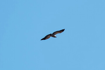 White-backed vulture soaring over a clear blue sky in Limpopo province, South Africa. This critically endangered bird spreads its wings wide, showcasing its impressive size and grace.