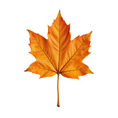 Vibrant Orange Maple Leaf Isolated on Transparent background
