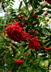 red berries on a bush