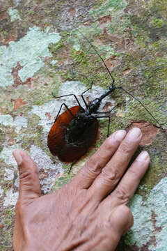 Violin beetle Mormolyce phyllodes compared to a human hand on the tree ground.