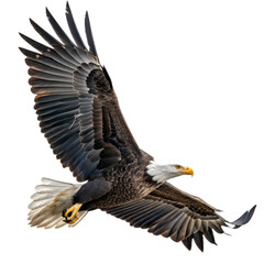 Obraz premium Majestic bald eagle in mid-flight soaring over dense green forest under clear blue sky