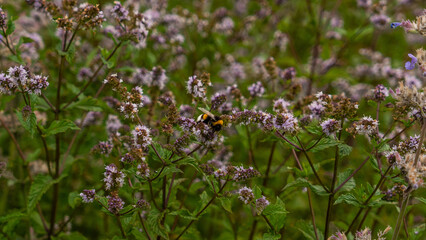 Bumblebee sitting on a flower surrounded by green plants in summer meadow