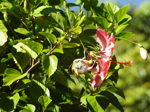 A Japanese white-eye is drinking nectar from a hibiscus in  Chichijima, Ogasawara islands
