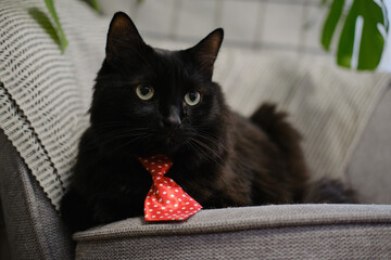Obraz premium Black cat with green eyes wearing a red polka dot tie lying on a gray chair indoors
