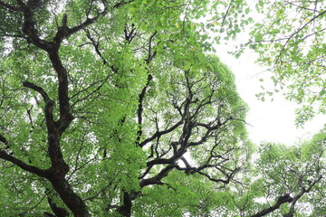 下から見上げたクスノキの葉と枝