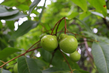 ムクロジの緑色の実