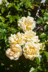 Gelbe Rosen, Deutschland