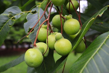 ムクロジの緑色の実