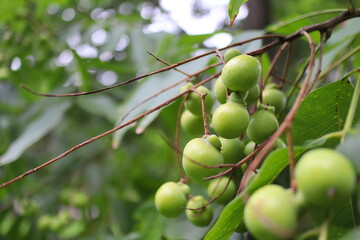 ムクロジの緑色の実