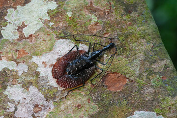 Mormolyce phyllodes on the tree ground.