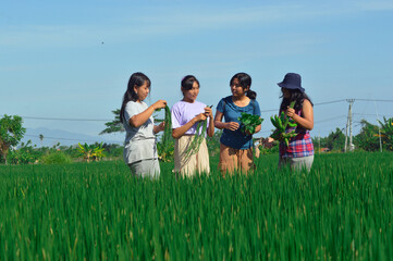 Four teenage girls stand on a rice field path, chatting and checking each other's harvest bundles...