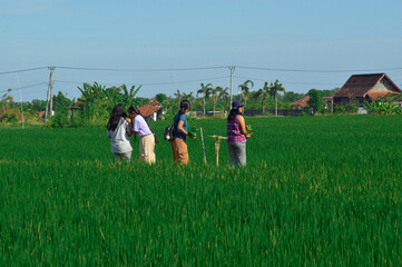 Four teenage girls stop at a rice path crossing, some laughing while holding bananas, beans, and...