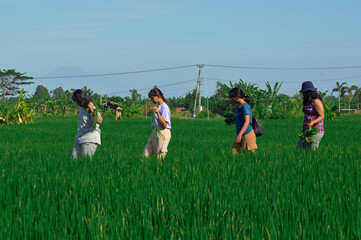 Four teenage girls walk carefully along the narrow rice path, carrying beans, leaves, and bananas,...