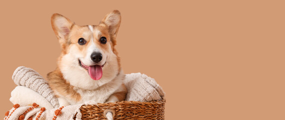Cute Corgi dog in basket with plaids on beige background, closeup