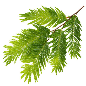 leucaena acacia leaves on transparent png background