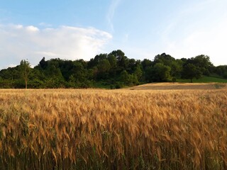 Golden Wheat Field Meets Forest