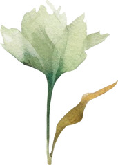 Vector Watercolor painted flower. Hand drawn flower design elements isolated on white background.