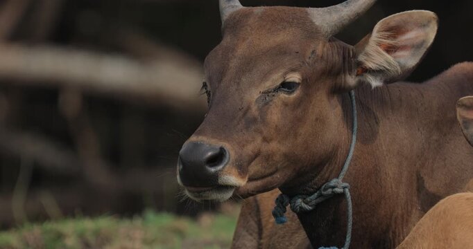 Bali Cattle Family Resting on Grass