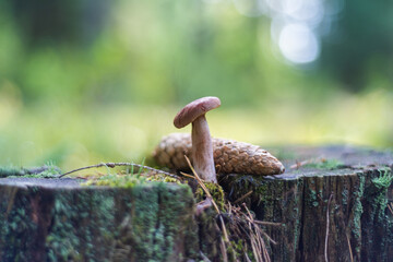 photo of a mushroom and a spruce cone