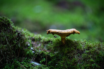 a mushroom in the forest growing on green moss