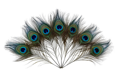 Obraz premium Peacock Feather Illustration Exotic, Colorful, Elegant & Decorative Art Design