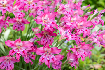 Fototapeta premium Spring gladiolus flowers blooming with beautiful pink flowers in the garden.