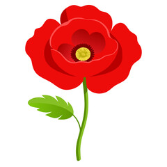 red rose isolated on white