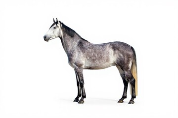 Obraz premium Gray horse stands gracefully in full profile against a pure white background, entire body visible with detailed musculature, flowing mane, strong tail, sturdy hooves, captured under bright, even, prof